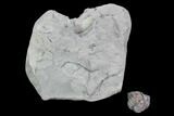Removable Wide, Rolled Flexicalymene Trilobite In Shale - Ohio #106272-3